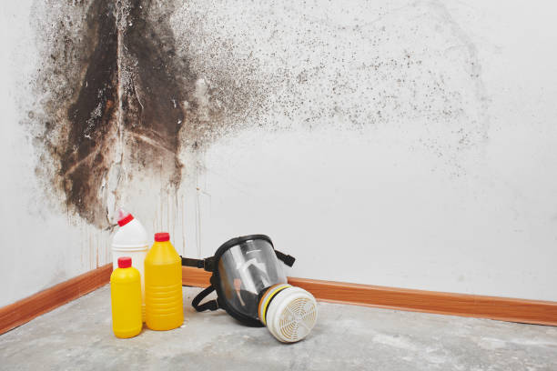 Reliable Christopher, IL Mold Removal Solutions