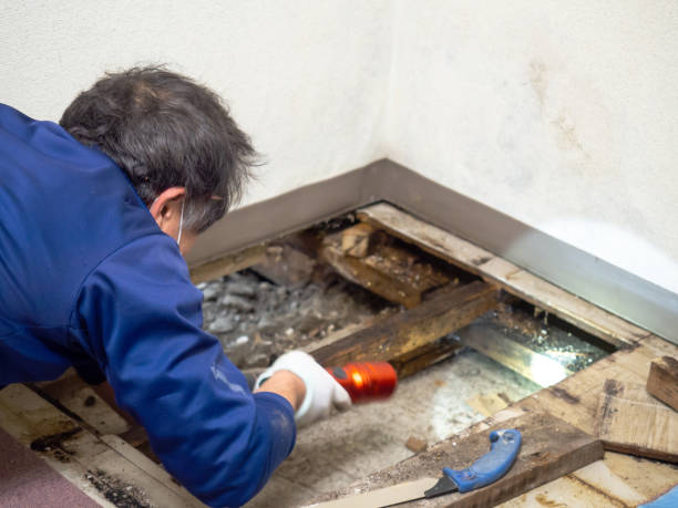 Best Water Damage Restoration  in Christopher, IL