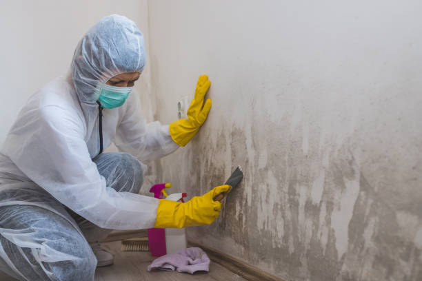 Best Mold Remediation  in Christopher, IL