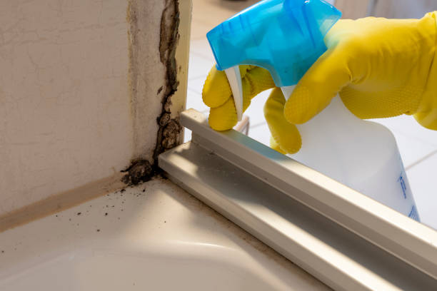 Best Fast Mold Removal  in Christopher, IL