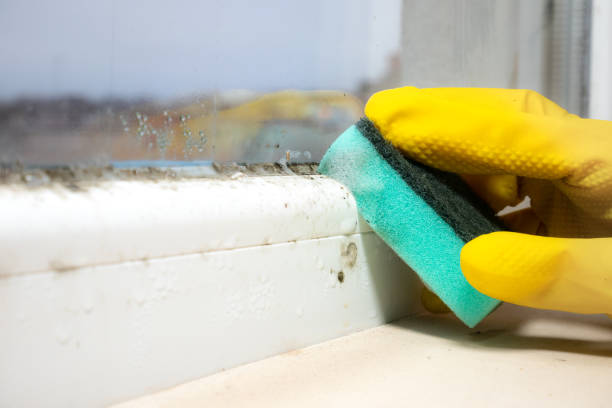 Best Best Mold Removal Companies  in Christopher, IL