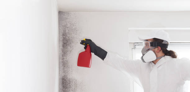 Best Mold Damage Repair  in Christopher, IL