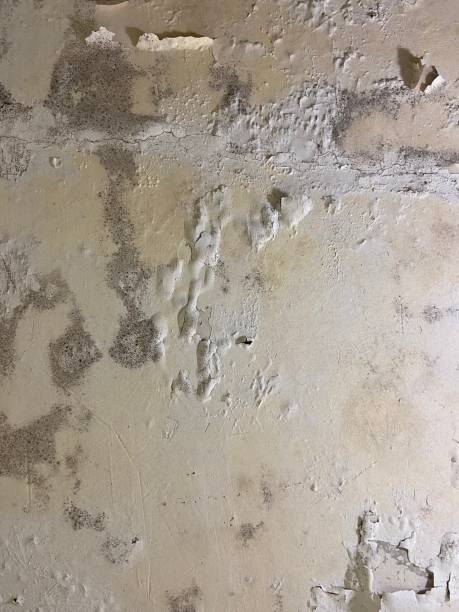 Best Attic Mold Removal  in Christopher, IL