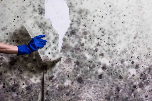 Best Certified Mold Removal  in Christopher, IL