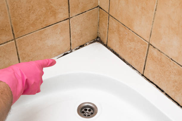 Best Best Mold Removal Companies  in Christopher, IL